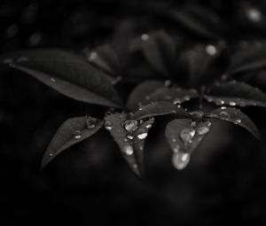 Preview wallpaper leaves, drops, dew, rain, macro, dark