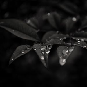 Preview wallpaper leaves, drops, dew, rain, macro, dark