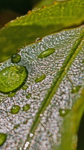 Preview wallpaper leaves, drops, dew, plant