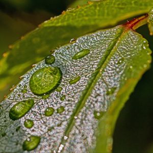 Preview wallpaper leaves, drops, dew, plant