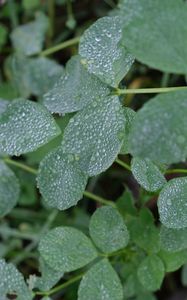 Preview wallpaper leaves, drops, dew, plants, macro