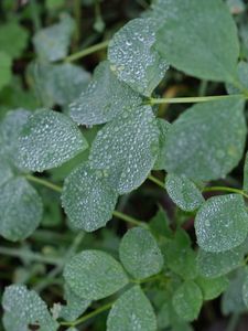 Preview wallpaper leaves, drops, dew, plants, macro