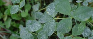 Preview wallpaper leaves, drops, dew, plants, macro