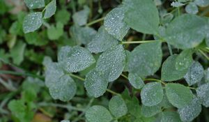 Preview wallpaper leaves, drops, dew, plants, macro