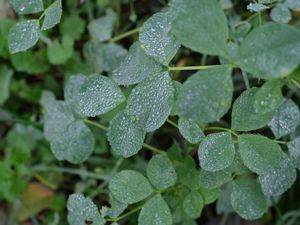 Preview wallpaper leaves, drops, dew, plants, macro