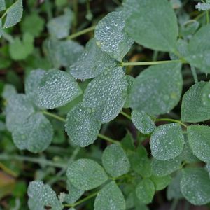 Preview wallpaper leaves, drops, dew, plants, macro