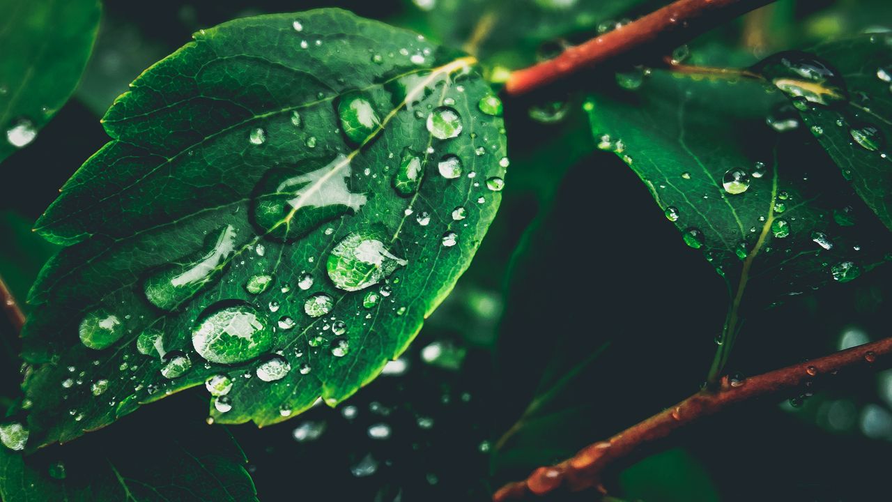 Wallpaper leaves, drops, dew, moisture, green