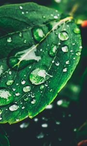 Preview wallpaper leaves, drops, dew, moisture, green