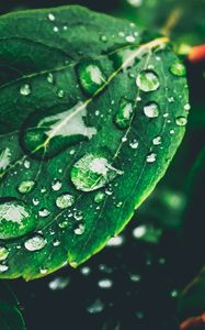 Preview wallpaper leaves, drops, dew, moisture, green