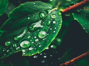 Preview wallpaper leaves, drops, dew, moisture, green
