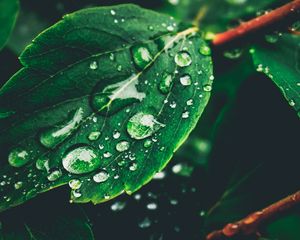 Preview wallpaper leaves, drops, dew, moisture, green