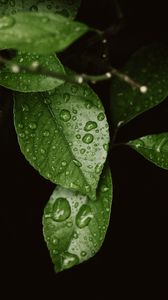 Preview wallpaper leaves, drops, dew, moisture, green, blur