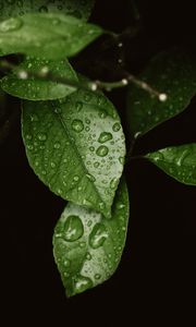 Preview wallpaper leaves, drops, dew, moisture, green, blur