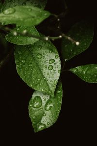 Preview wallpaper leaves, drops, dew, moisture, green, blur