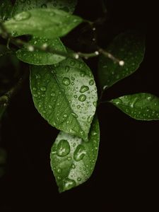 Preview wallpaper leaves, drops, dew, moisture, green, blur