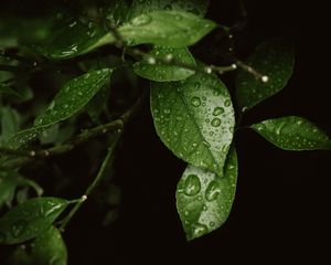 Preview wallpaper leaves, drops, dew, moisture, green, blur