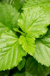 Preview wallpaper leaves, drops, dew