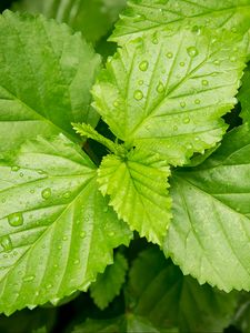 Preview wallpaper leaves, drops, dew