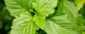 Preview wallpaper leaves, drops, dew