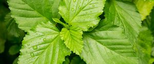 Preview wallpaper leaves, drops, dew
