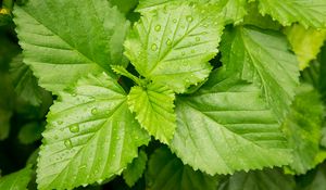 Preview wallpaper leaves, drops, dew