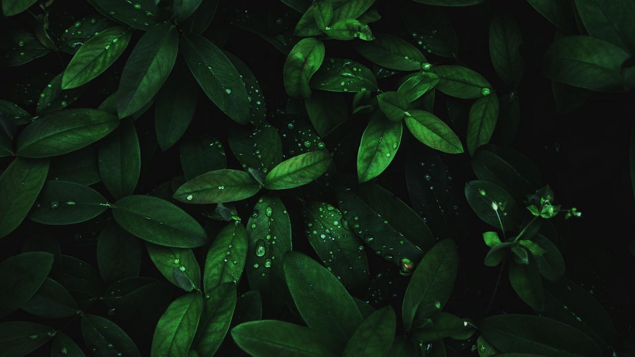 Wallpaper leaves, drops, dew, plant, moisture, dark