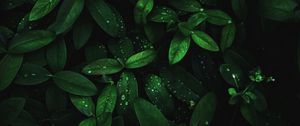 Preview wallpaper leaves, drops, dew, plant, moisture, dark
