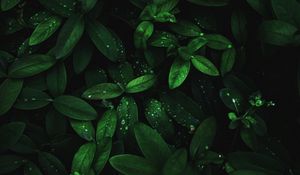 Preview wallpaper leaves, drops, dew, plant, moisture, dark