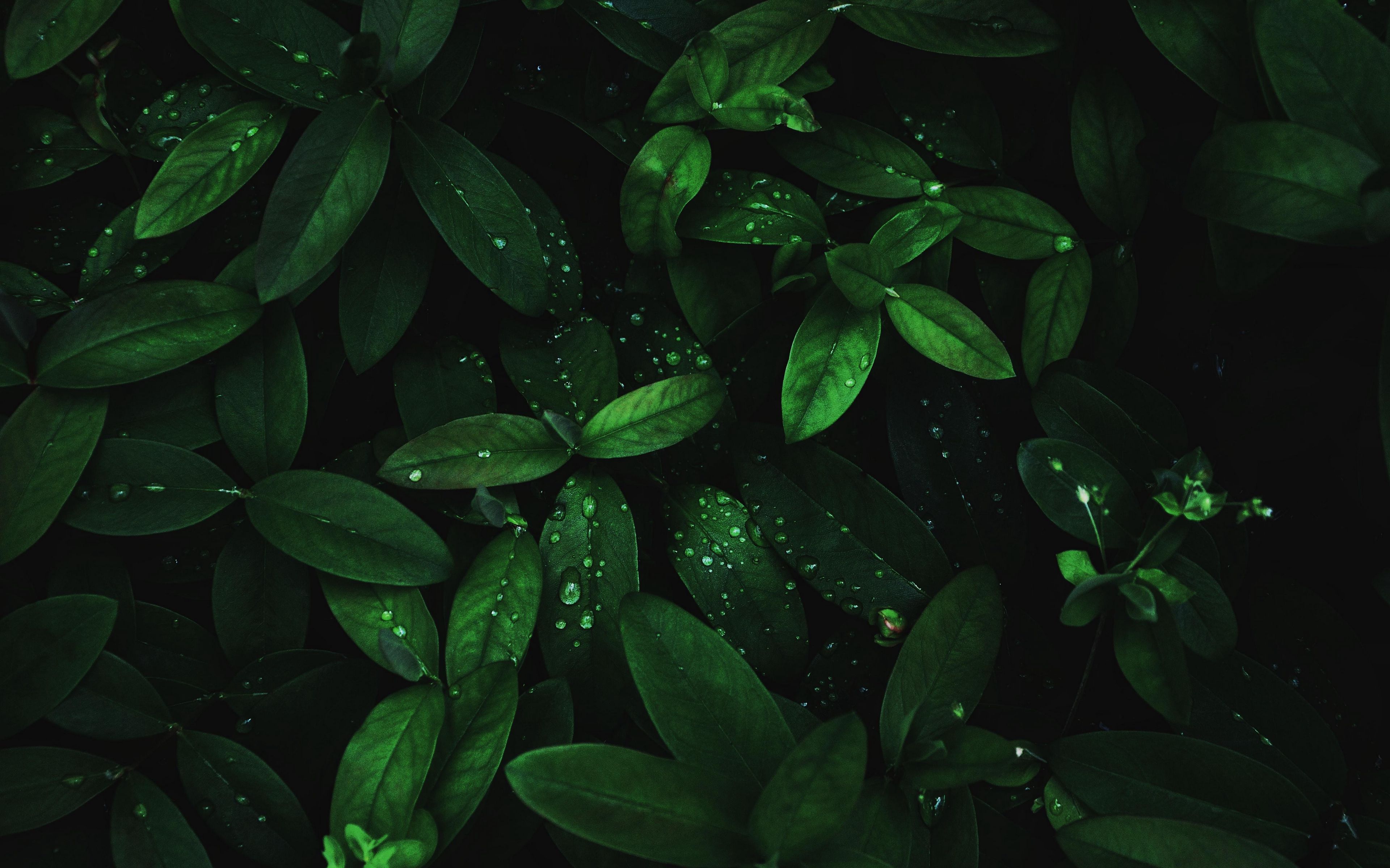 Plant Leaves Water Drops Dark Background 4K HD Nature Wallpapers, HD  Wallpapers