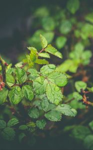 Preview wallpaper leaves, drops, dew, plant, moisture