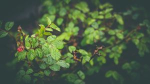 Preview wallpaper leaves, drops, dew, plant, moisture