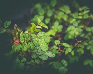 Preview wallpaper leaves, drops, dew, plant, moisture