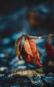 Preview wallpaper leaves, drops, dew, macro, moisture, frost