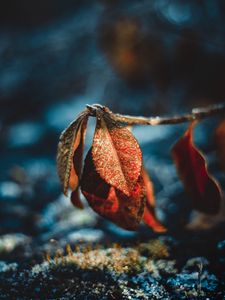 Preview wallpaper leaves, drops, dew, macro, moisture, frost