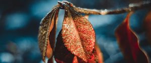 Preview wallpaper leaves, drops, dew, macro, moisture, frost