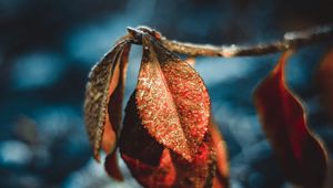 Preview wallpaper leaves, drops, dew, macro, moisture, frost