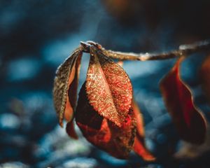 Preview wallpaper leaves, drops, dew, macro, moisture, frost