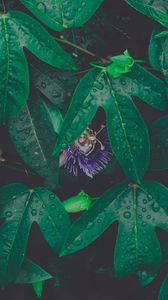 Preview wallpaper leaves, drops, dew, flower, green, wet