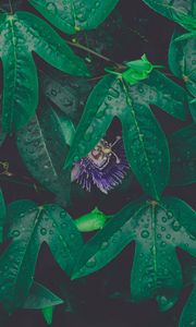 Preview wallpaper leaves, drops, dew, flower, green, wet