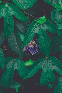 Preview wallpaper leaves, drops, dew, flower, green, wet