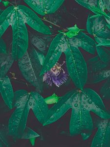 Preview wallpaper leaves, drops, dew, flower, green, wet