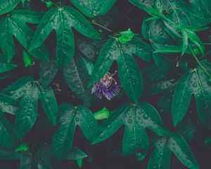 Preview wallpaper leaves, drops, dew, flower, green, wet