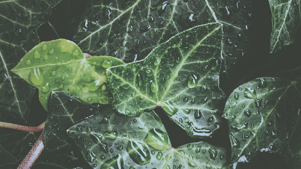 Wallpaper leaves, drops, dew, water, plant, exotic, surface, glossy