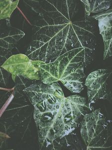 Preview wallpaper leaves, drops, dew, water, plant, exotic, surface, glossy