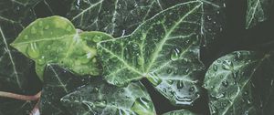 Preview wallpaper leaves, drops, dew, water, plant, exotic, surface, glossy