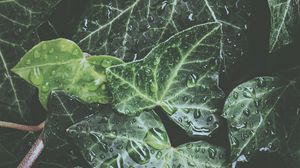 Preview wallpaper leaves, drops, dew, water, plant, exotic, surface, glossy
