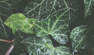 Preview wallpaper leaves, drops, dew, water, plant, exotic, surface, glossy