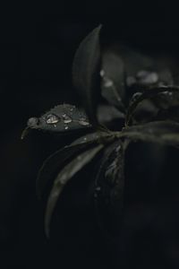 Preview wallpaper leaves, drops, dew, plant, dark, macro