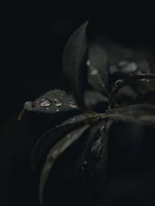 Preview wallpaper leaves, drops, dew, plant, dark, macro