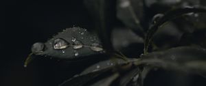 Preview wallpaper leaves, drops, dew, plant, dark, macro